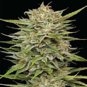 OG Kush Auto > Humboldt Seed Company